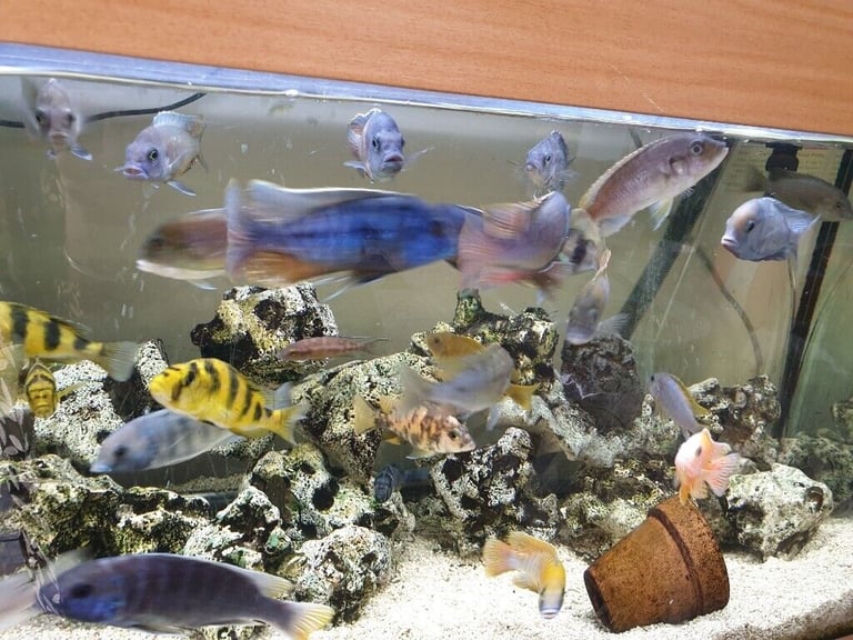 Stunning Colourful Malawi Tropical Cichlids Various types available £4 to £12