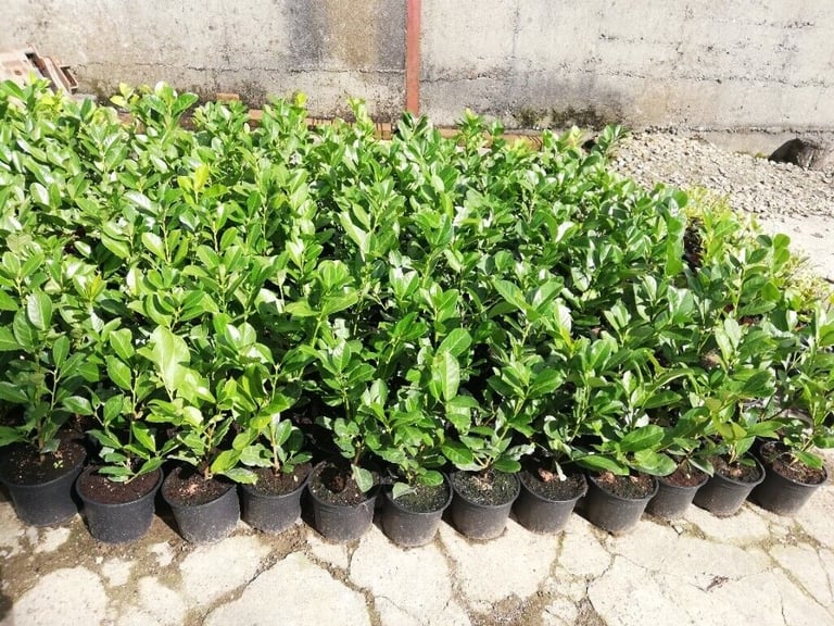 Laurel Hedging