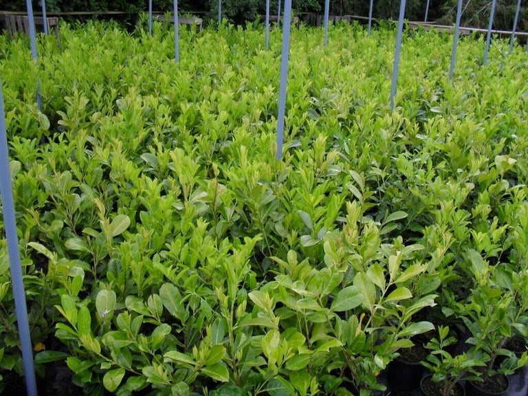 Laurel evergreen Hedging  Quality 2 ft  to 3 ft trees . see details other sizes available now  