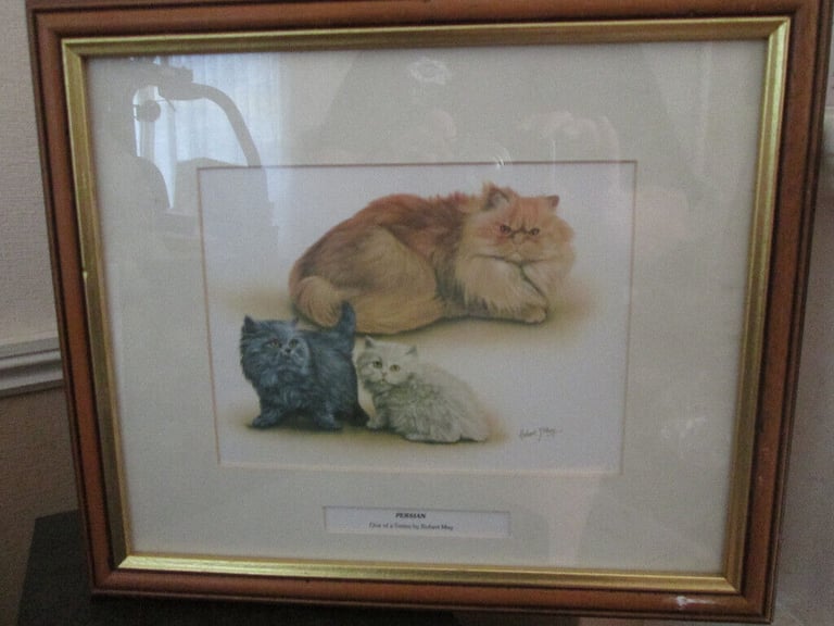 image for cat pictures