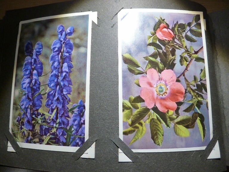 image for Vintage Postcard Album containing Flower Postcards (unused) J Arthur Dixon, Thor E Gyger