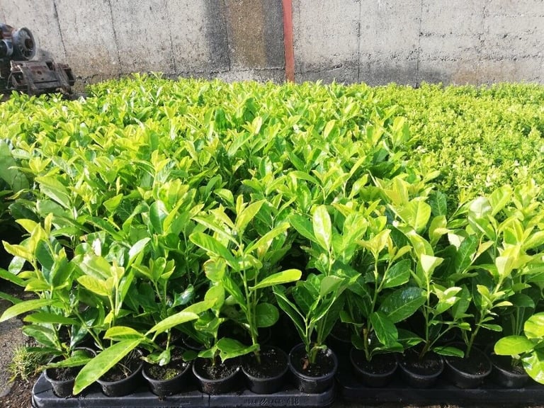 Laurel Hedging