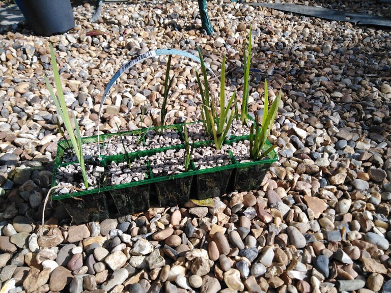 ,pond iris, norfolk reeds and ornamental grasses for sale , can be used in pond or any wet soils,