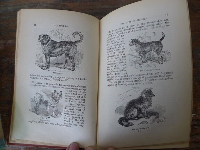 Collectable antique vintage hardback: THE BOY’S OWN NATURAL HISTORY. By the Rev J G Wood.