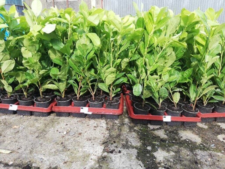 image for Laurel Hedging