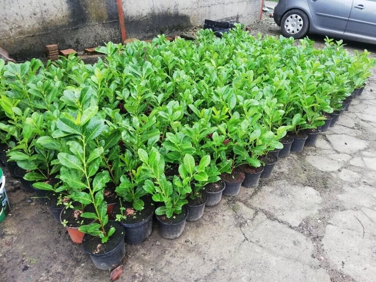 Laurel Hedging