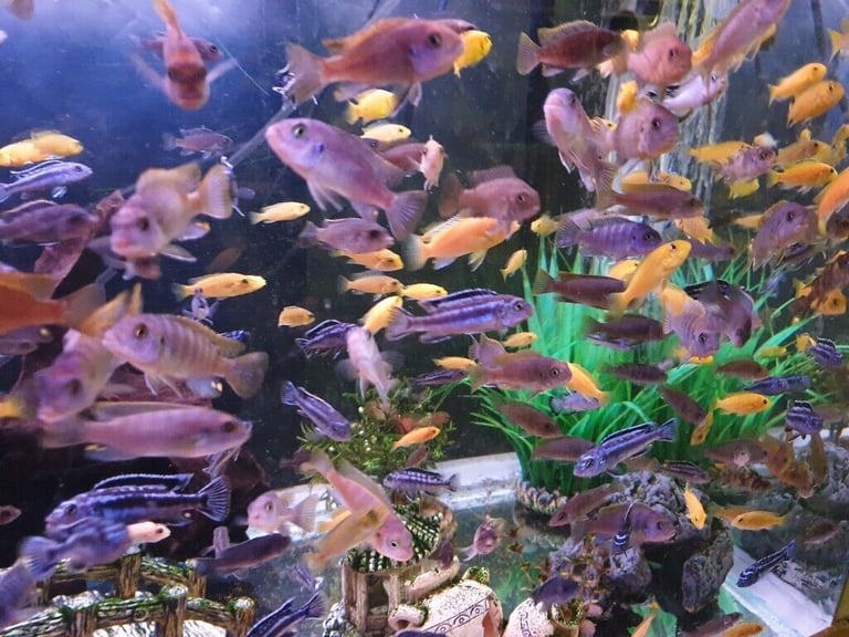 Stunning Colourful Malawi Tropical Cichlids Various types available £4 to £12