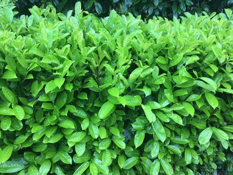 image for Laurel Hedging 