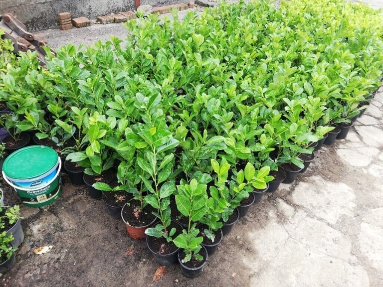 Laurel Hedging