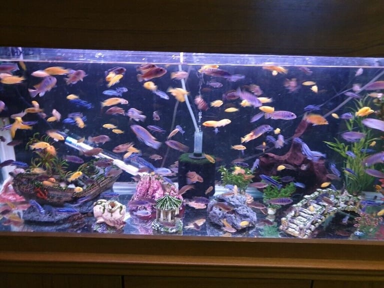 Stunning Colourful Malawi Tropical Cichlids Various types available £4 to £12
