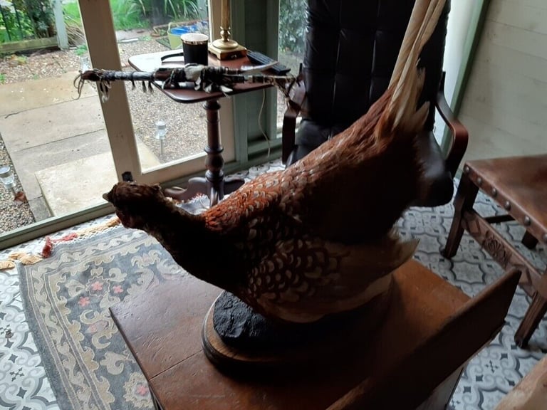 Taxidermy pheasant on wood base