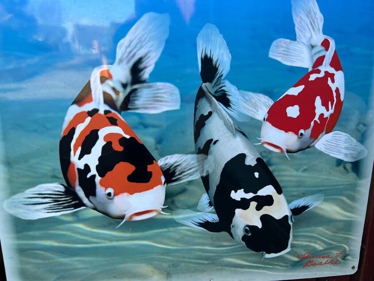 Fish for best sale adoption near me