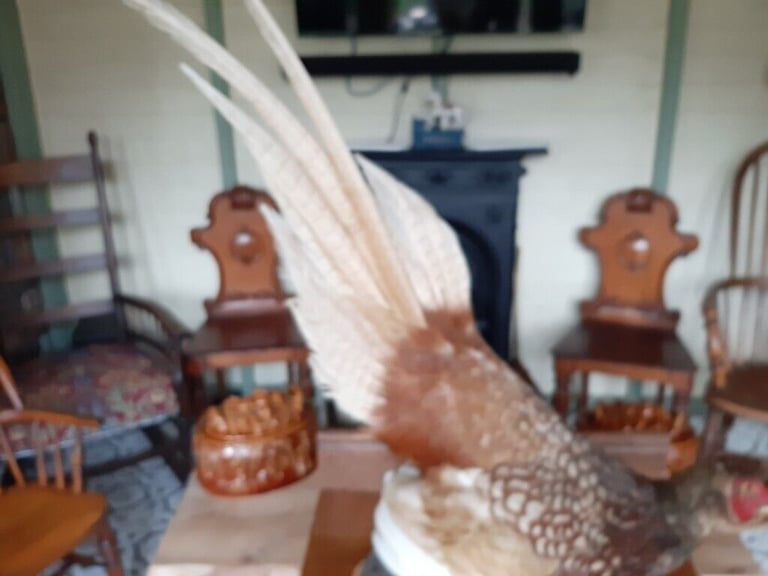 Taxidermy pheasant on wood base