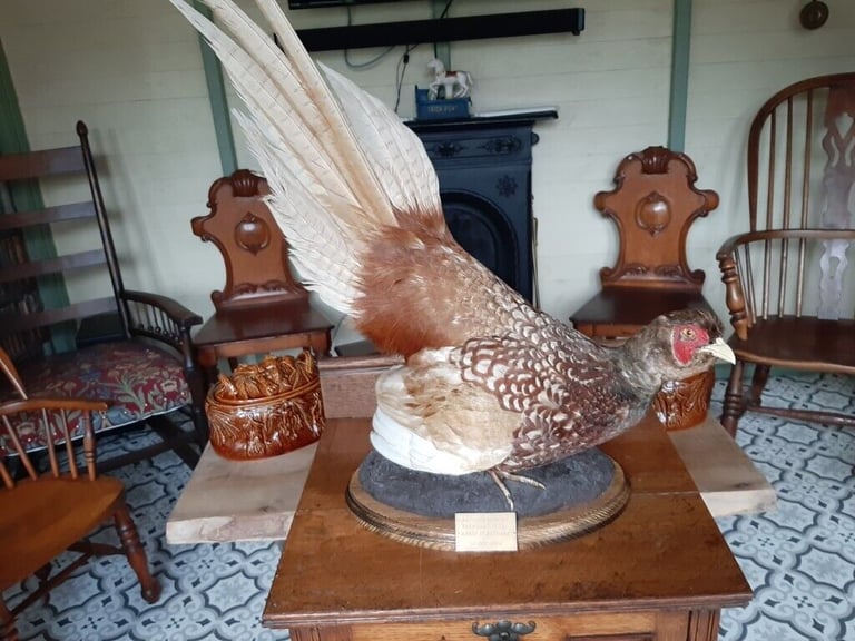 Taxidermy pheasant on wood base