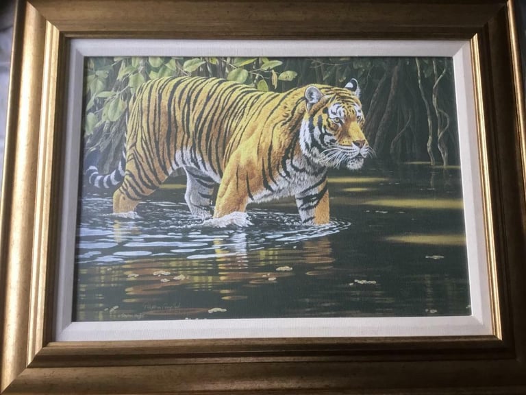 Wading tiger