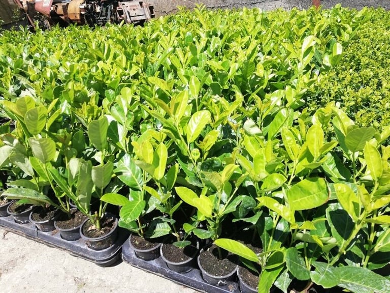 Laurel Hedging 