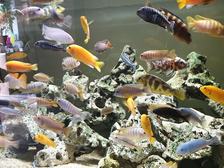 Stunning Colourful Malawi Tropical Cichlids Various types available £4 to £12