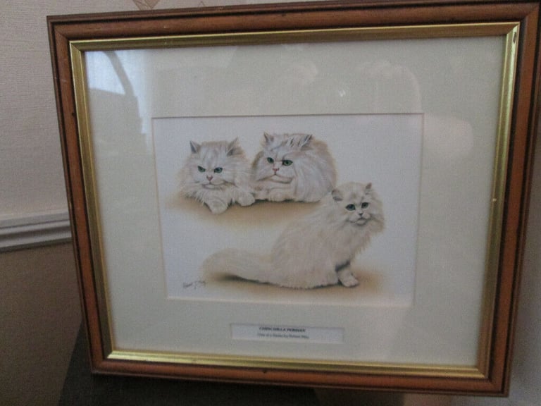 cat pictures
