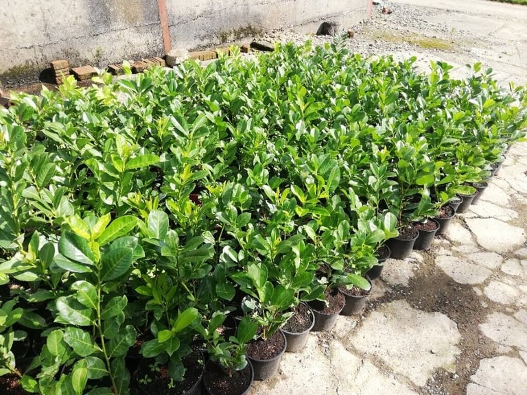 Laurel Hedging