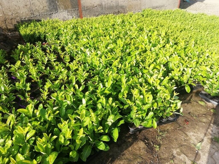 Laurel Hedging