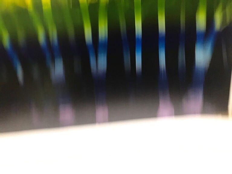 Rainbow forest 