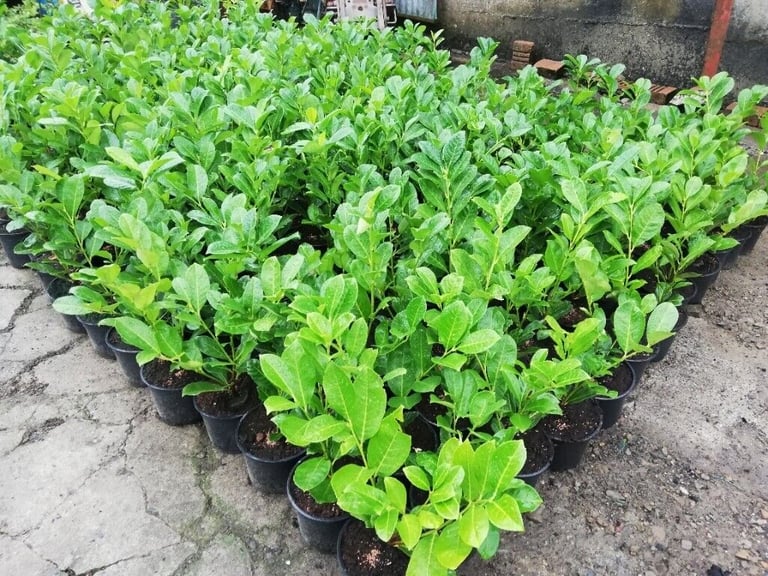 Laurel Hedging
