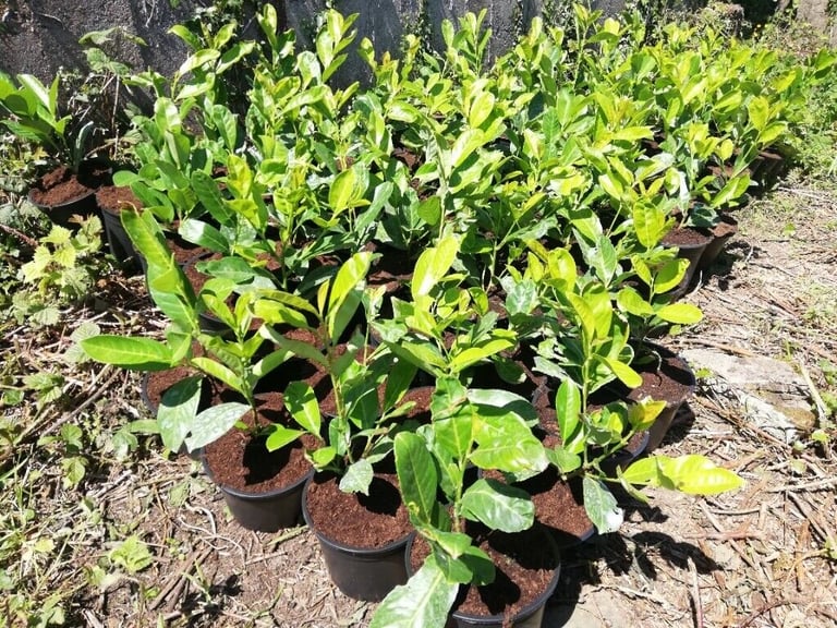 Laurel Hedging