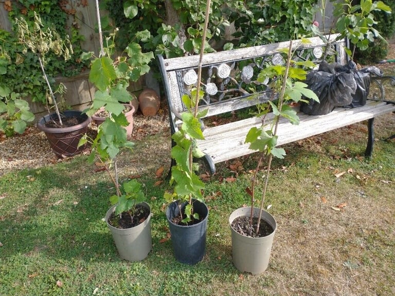 Vine Plants £5.00 each.  Red/White grapes