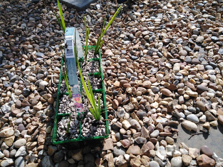 ,pond iris, norfolk reeds and ornamental grasses for sale , can be used in pond or any wet soils,