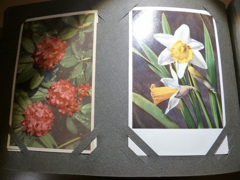 Vintage Postcard Album containing Flower Postcards (unused) J Arthur Dixon, Thor E Gyger