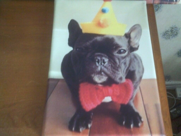 3 CANVAS PRINTS OF DOGS    BUYER COLLECTS   