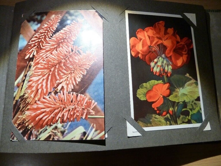 Vintage Postcard Album containing Flower Postcards (unused) J Arthur Dixon, Thor E Gyger
