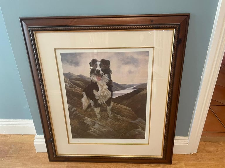 image for Border Collier on Mountainside