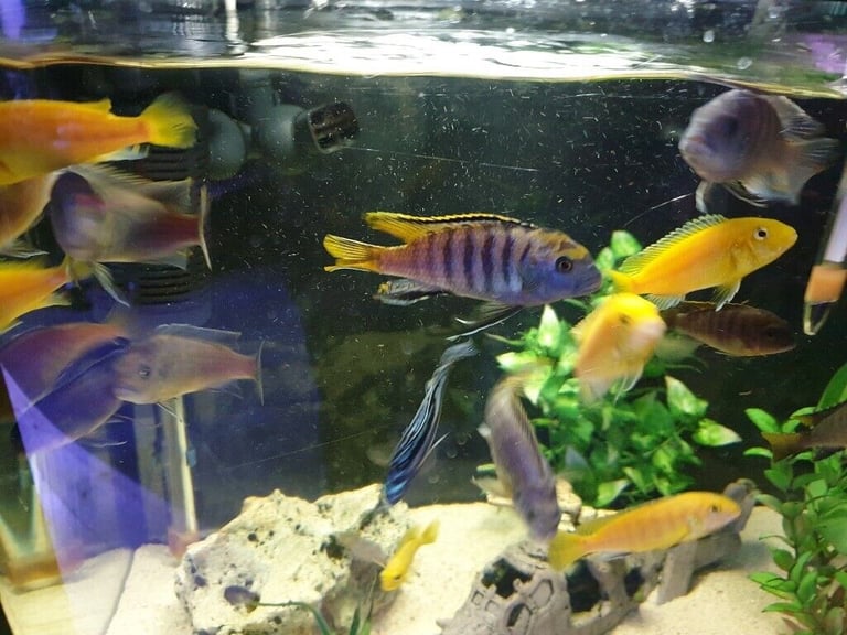Stunning Colourful Malawi Tropical Cichlids Various types available £4 to £12