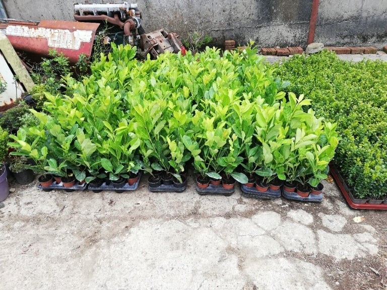 Laurel Hedging