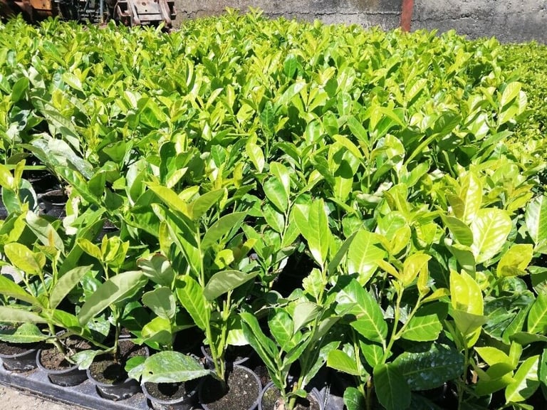 Laurel Hedging 