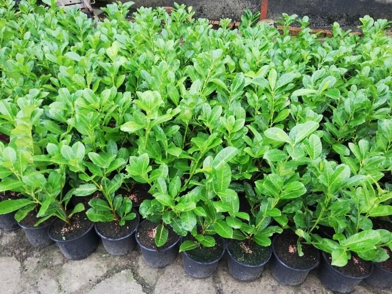Laurel Hedging
