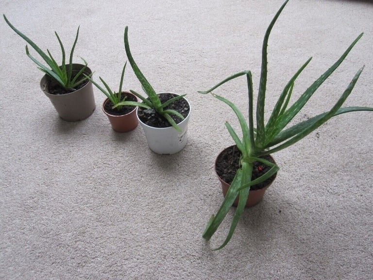 image for Aloe Vera Peace Lily etc House Plants - Various Sizes