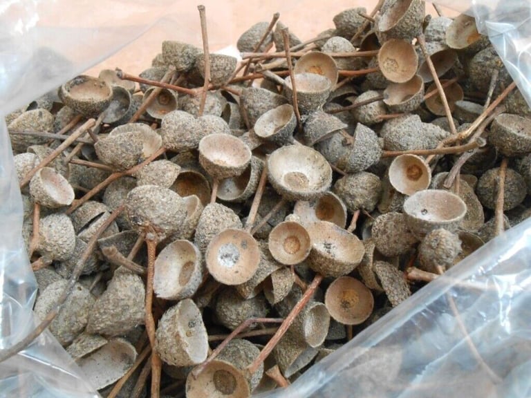 image for 1000 Oak Tree Acorn Caps. Flower Arranging items.