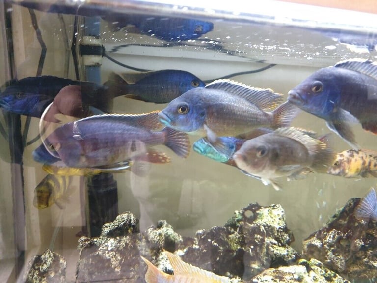 Stunning Colourful Malawi Tropical Cichlids Various types available £4 to £12
