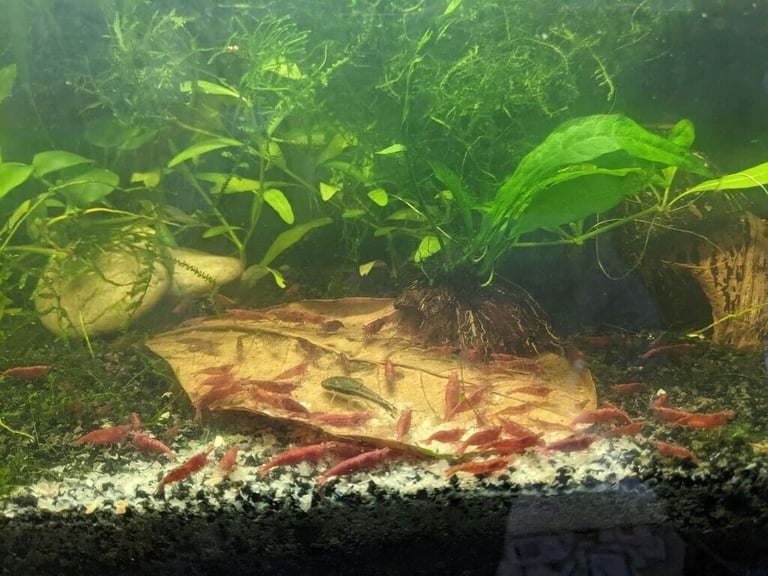 Aquarium Fish Tank Plants and Driftwood