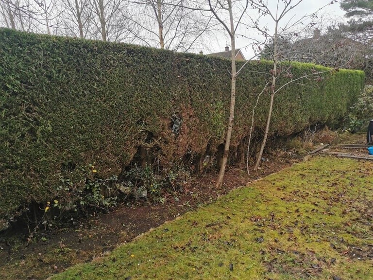 Lawnshark gardening services 