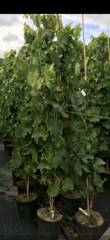 Delivery 6ft Grape 🌿