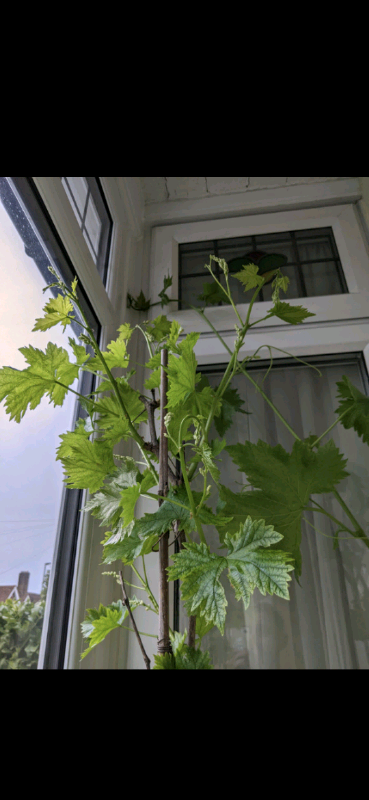 Delivery 6ft Grape 🌿