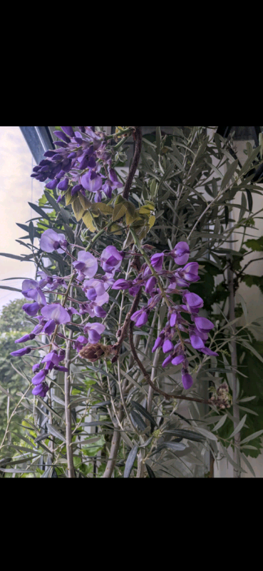 8ft Flowering 🌸 Wisteria 🌿 RRP £150