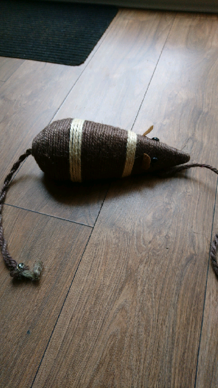 image for Cat scratch 