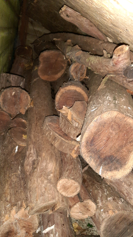 image for Yew Wood different lengths and girths