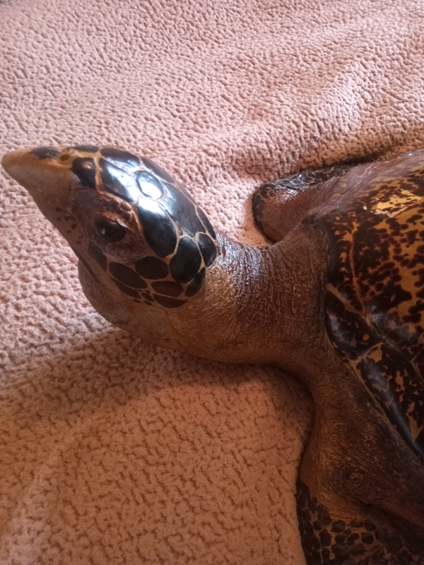 Large Resin Turtle realistic 