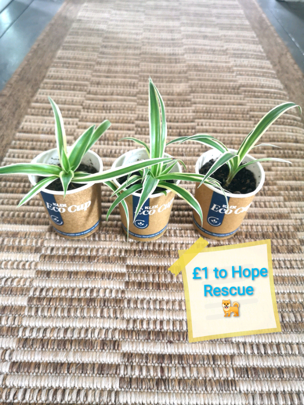 Spider Plants - £1 to Hope Rescue 🐕