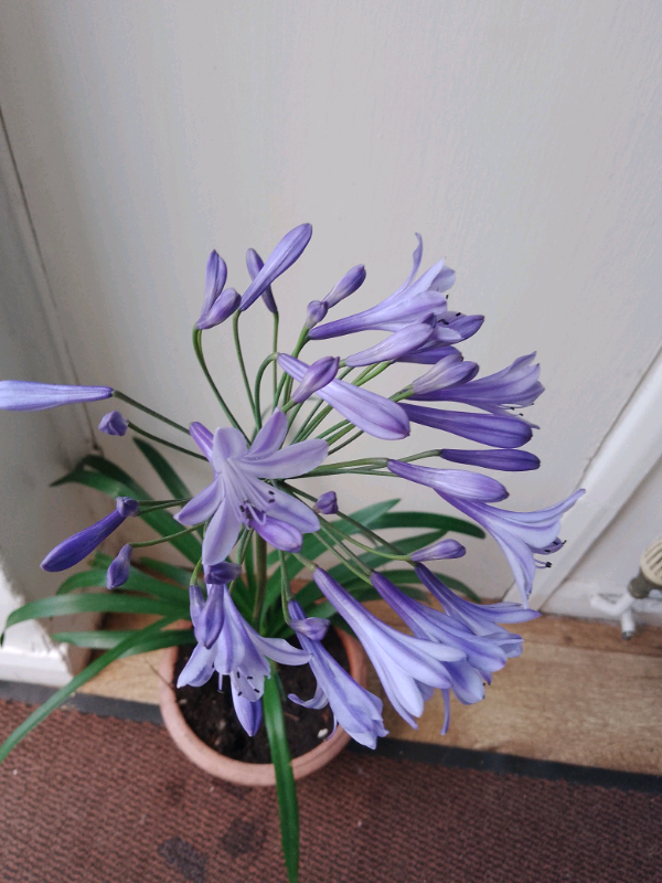 Agapanthus. Blue £2  each to clear